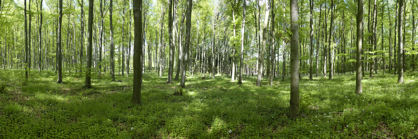 Laubwald im Frühling (Pan 112)