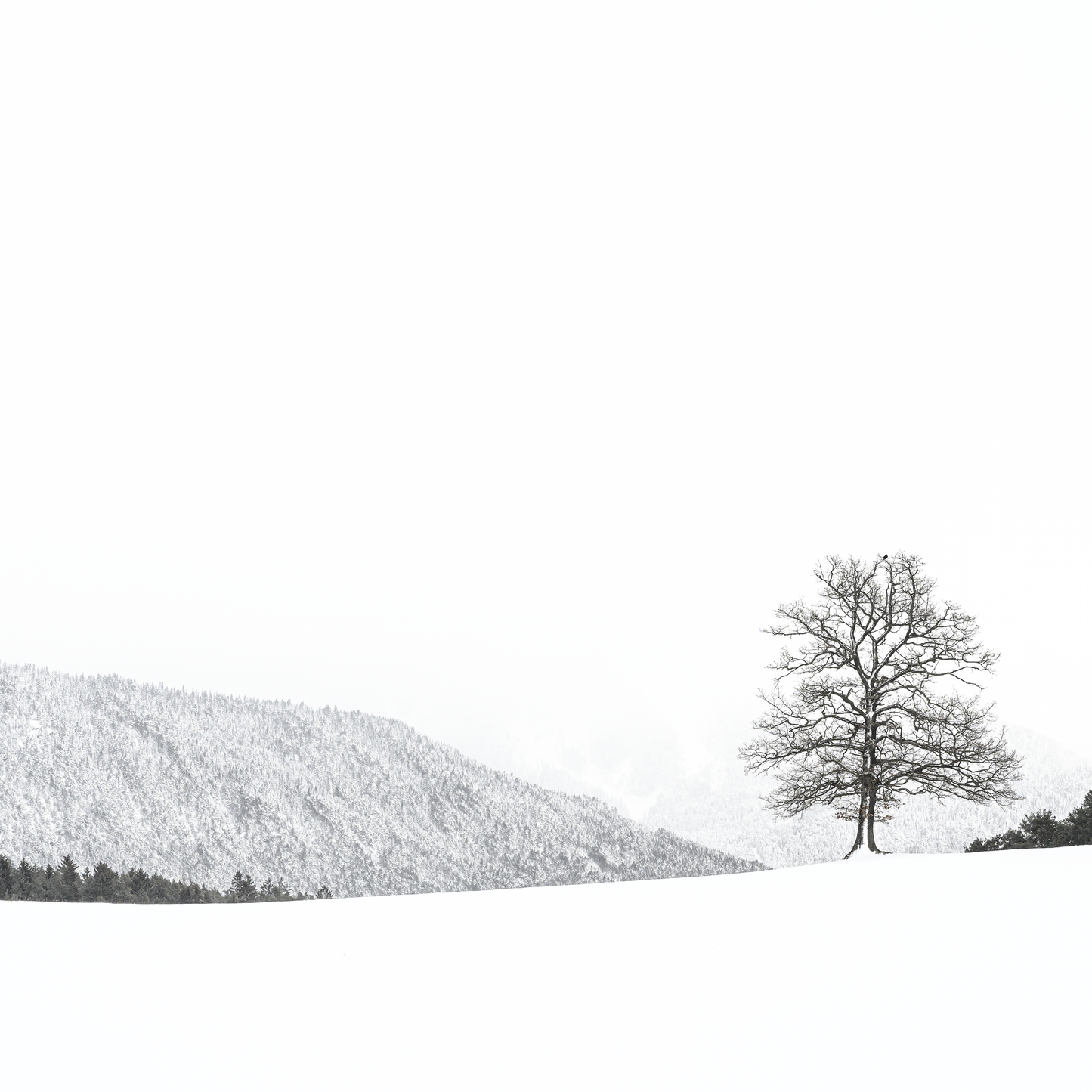 Edition Landscape I