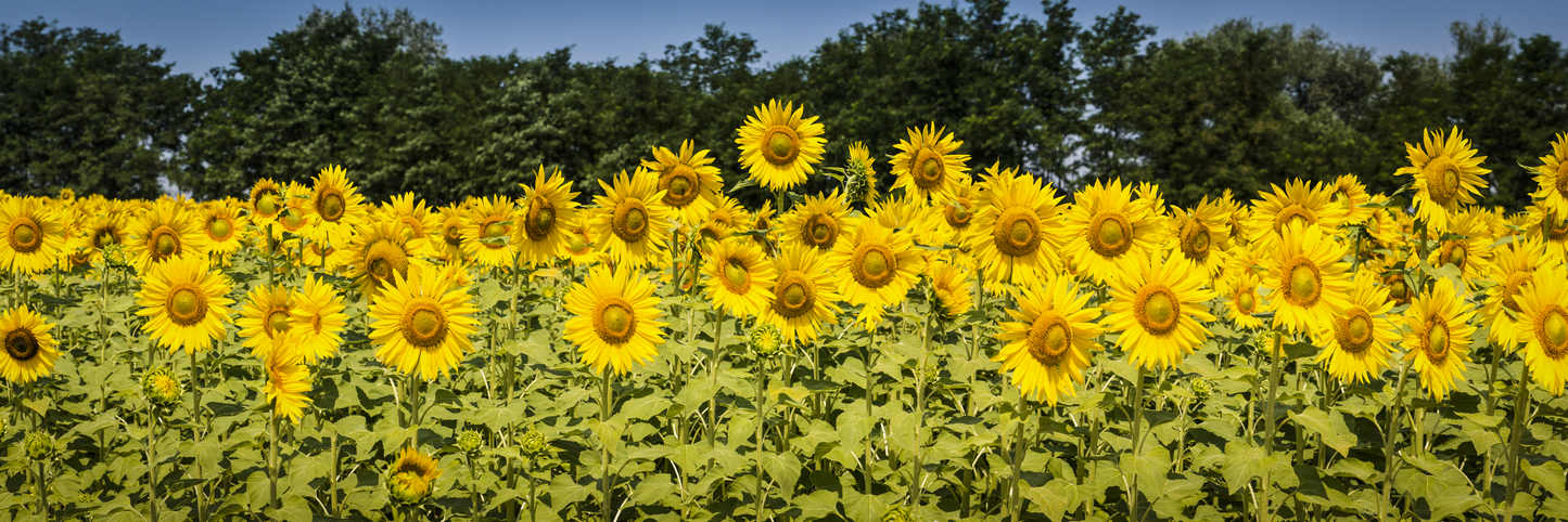 Sonnenblumen (Pan 185)